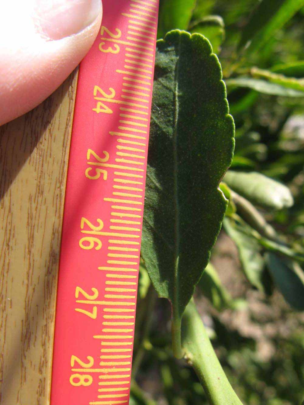              Unifoliolate leaf (Winter Haven, FL)       